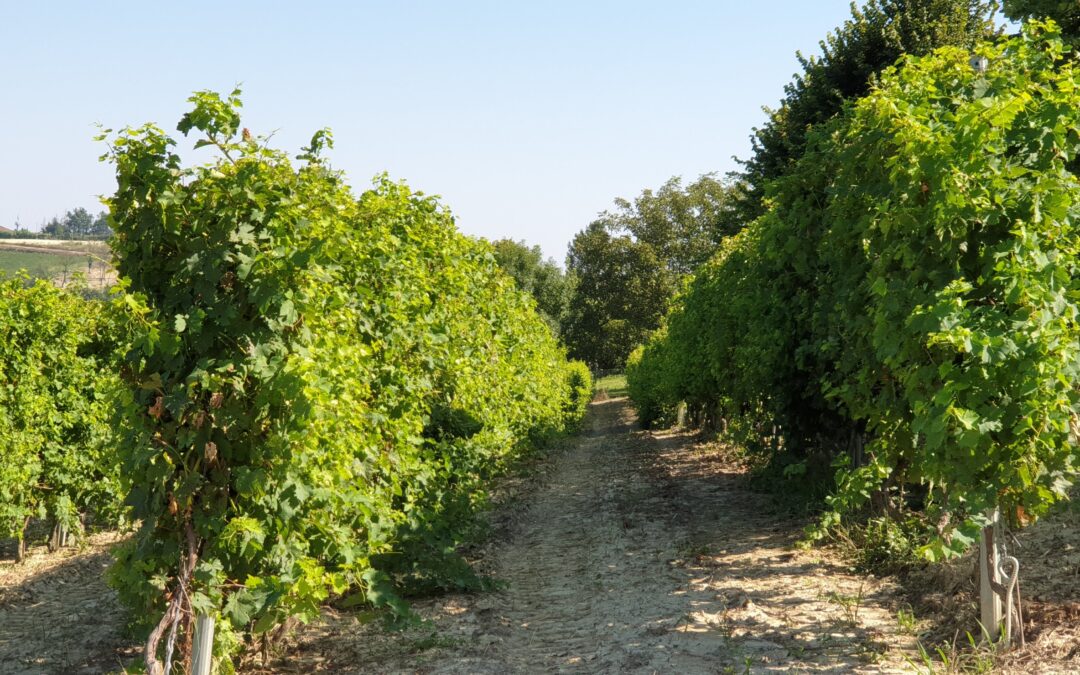 PASSEGGIATA TRA LE VIGNE