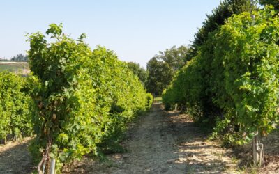 PASSEGGIATA TRA LE VIGNE