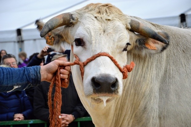 CARRU’ FIERA DEL BUE GRASSO