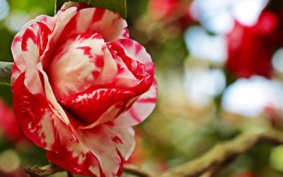 CAMELIE IN FIORE A LOCARNO